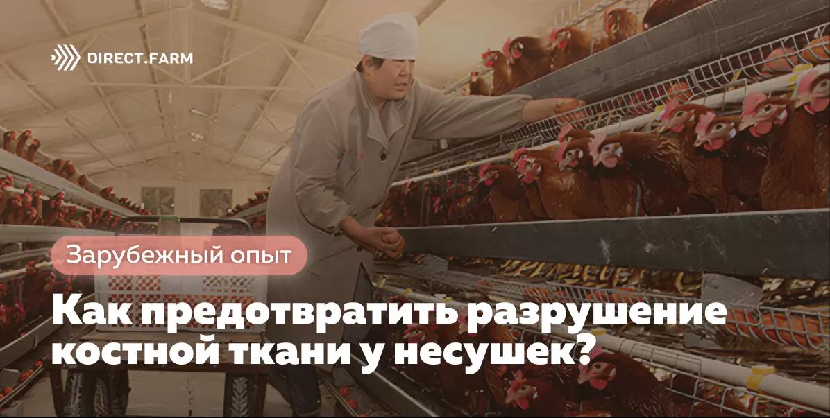 Как предотвратить разрушение костной ткани у несушек?