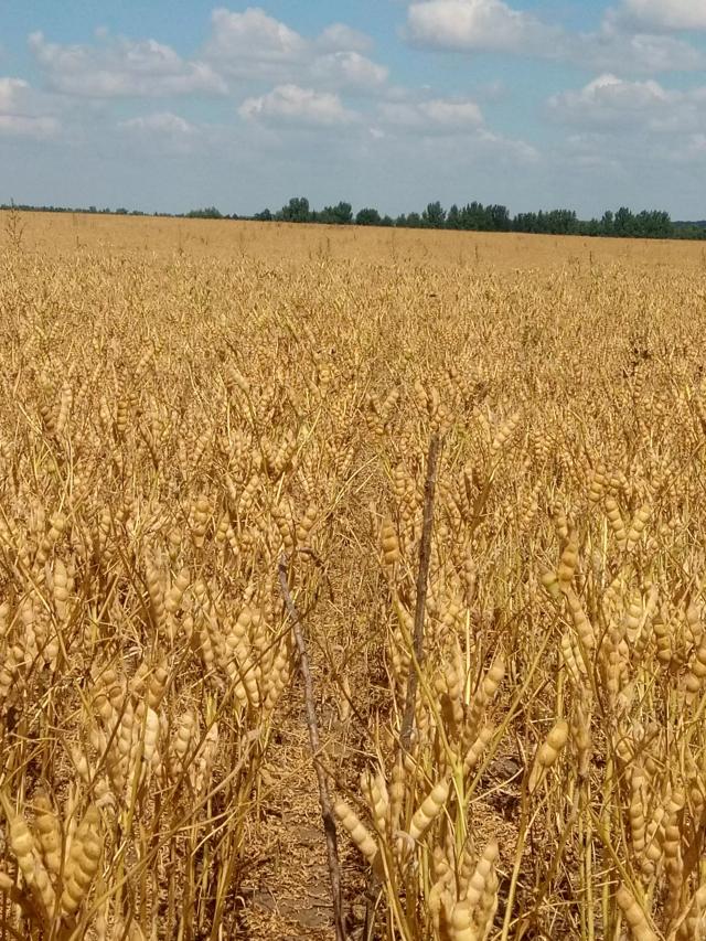 НОВОСТИ С ПОЛЕЙ. ЛЮПИН УБОРКА..