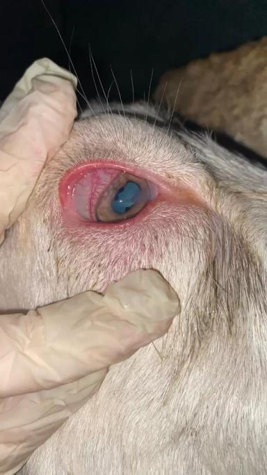 Вопросы из чатов: как организовать лечение глаз у коз?