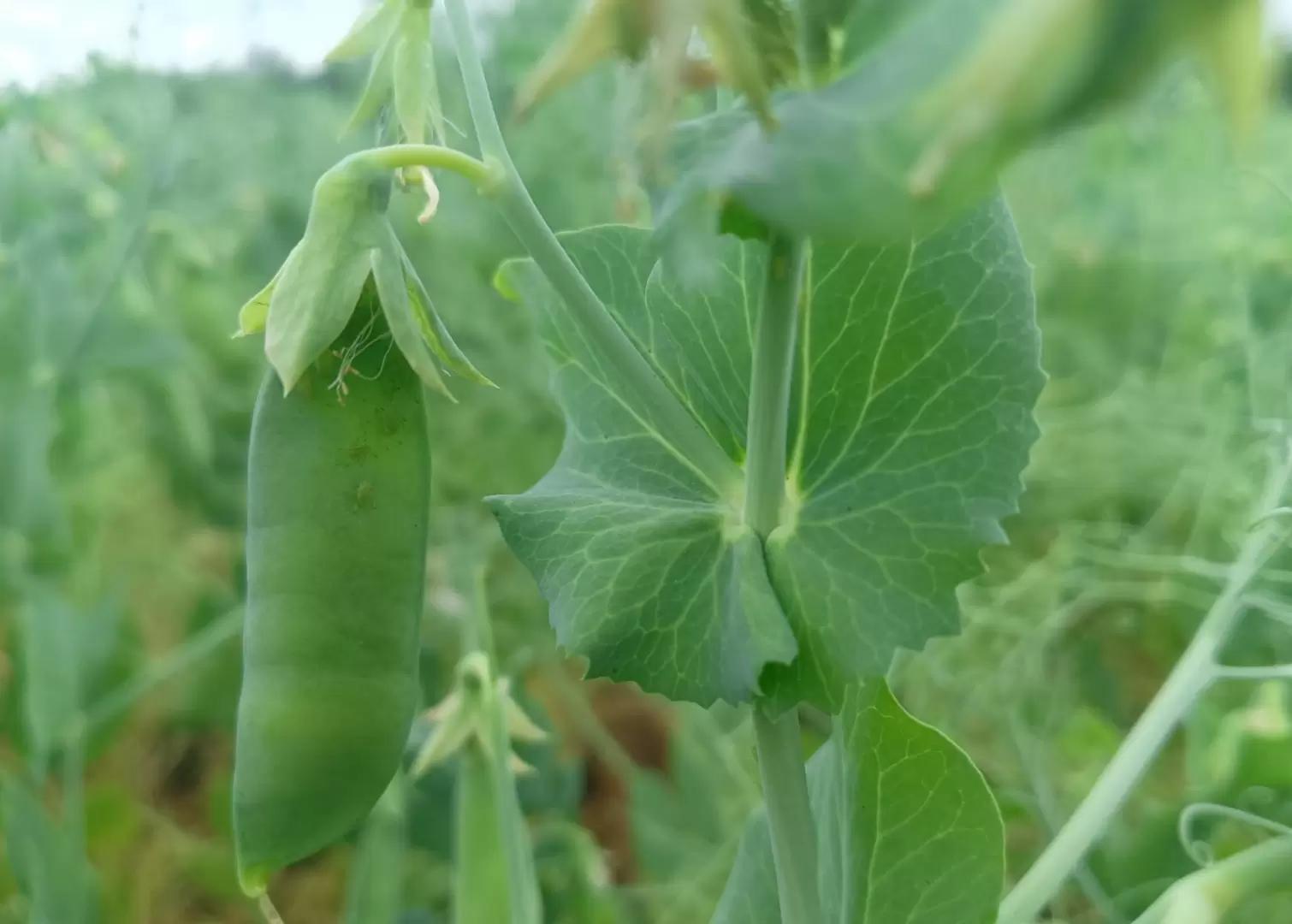 Вопросы из чатов: чем провести обработку?