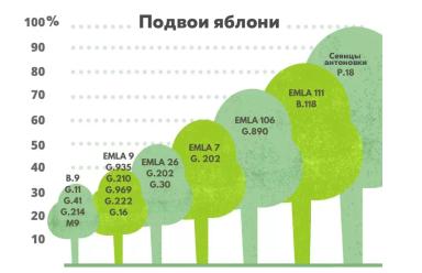 Об ассортименте подвоев яблони