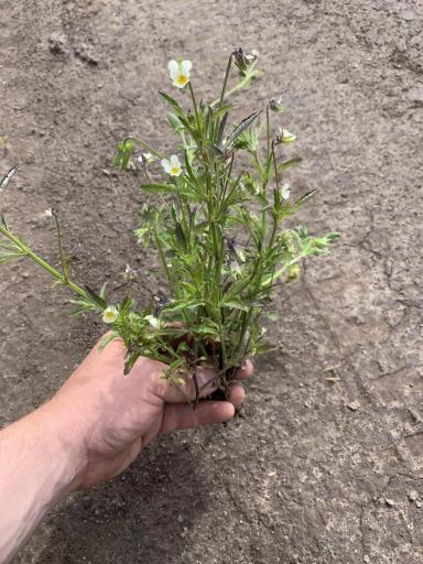 Защита растений