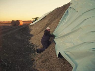 Силосная чёрно-белая и чёрная плёнка от Лелаф для траншей и ям силоса/сенажа