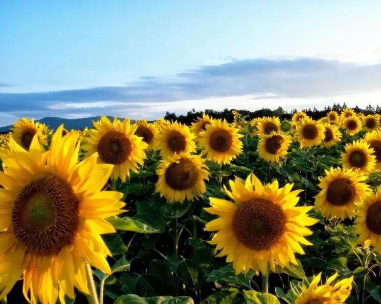 🔰Подсолнечник + No-Till + Ризобакт и Микобакт = совершенная технология!