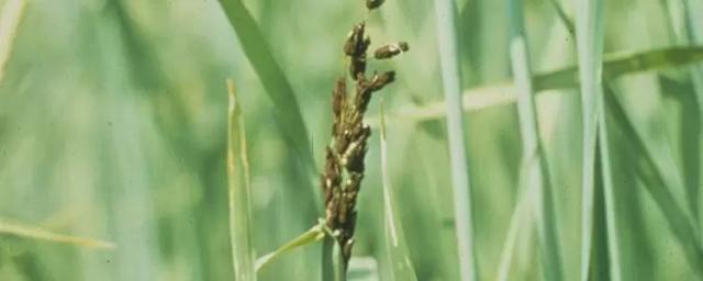 Покрытая (твердая) головня овса