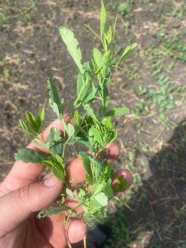 Вопросы из чатов: что за сорняк?