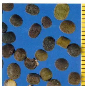 Мышиный горошек