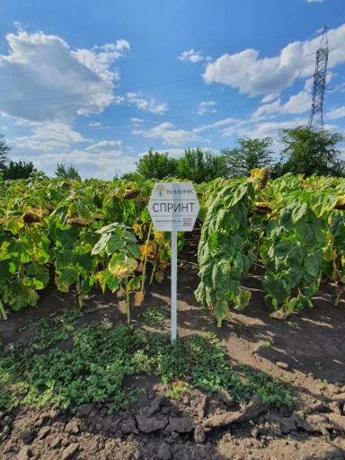 Спринт - гибрид подсолнечника ( Helianthus annuus L.).