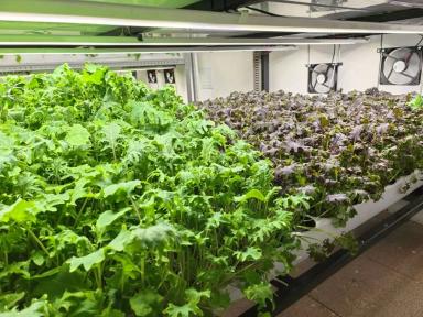 Можно ли получить грант на вертикальную ферму — разбираю все варианты