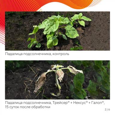 «Вредный объект? У «Августа» ответ!» – падалица подсолнечника в посевах сои