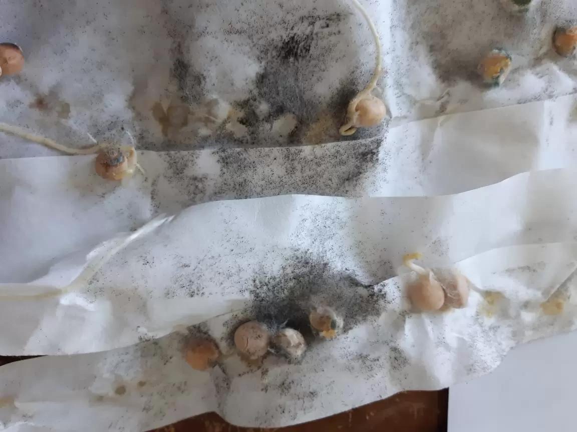 Что с семенами гороха?