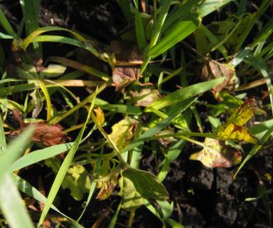 Гербицидная обработка пшеницы против устойчивых сорных растений.