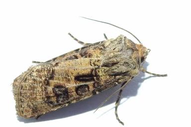 Угроза: Озимая совка