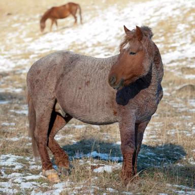 Локайская порода лошадей 