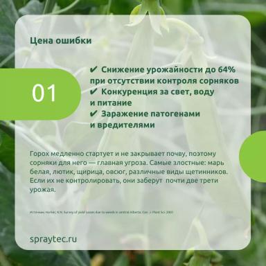 Послевсходовые гербициды: как потушить гербицидный стресс и сохранить горох