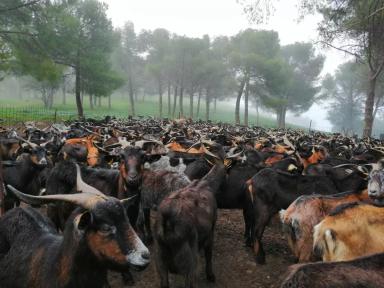 Верата - порода коз