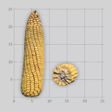 ЛГ 3490 (LG 3490) гибрид подсолнечника Лимагрейн