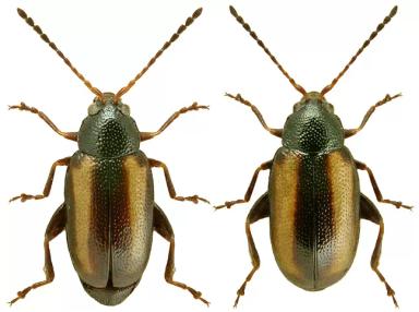 Хлебная полосатая блошка