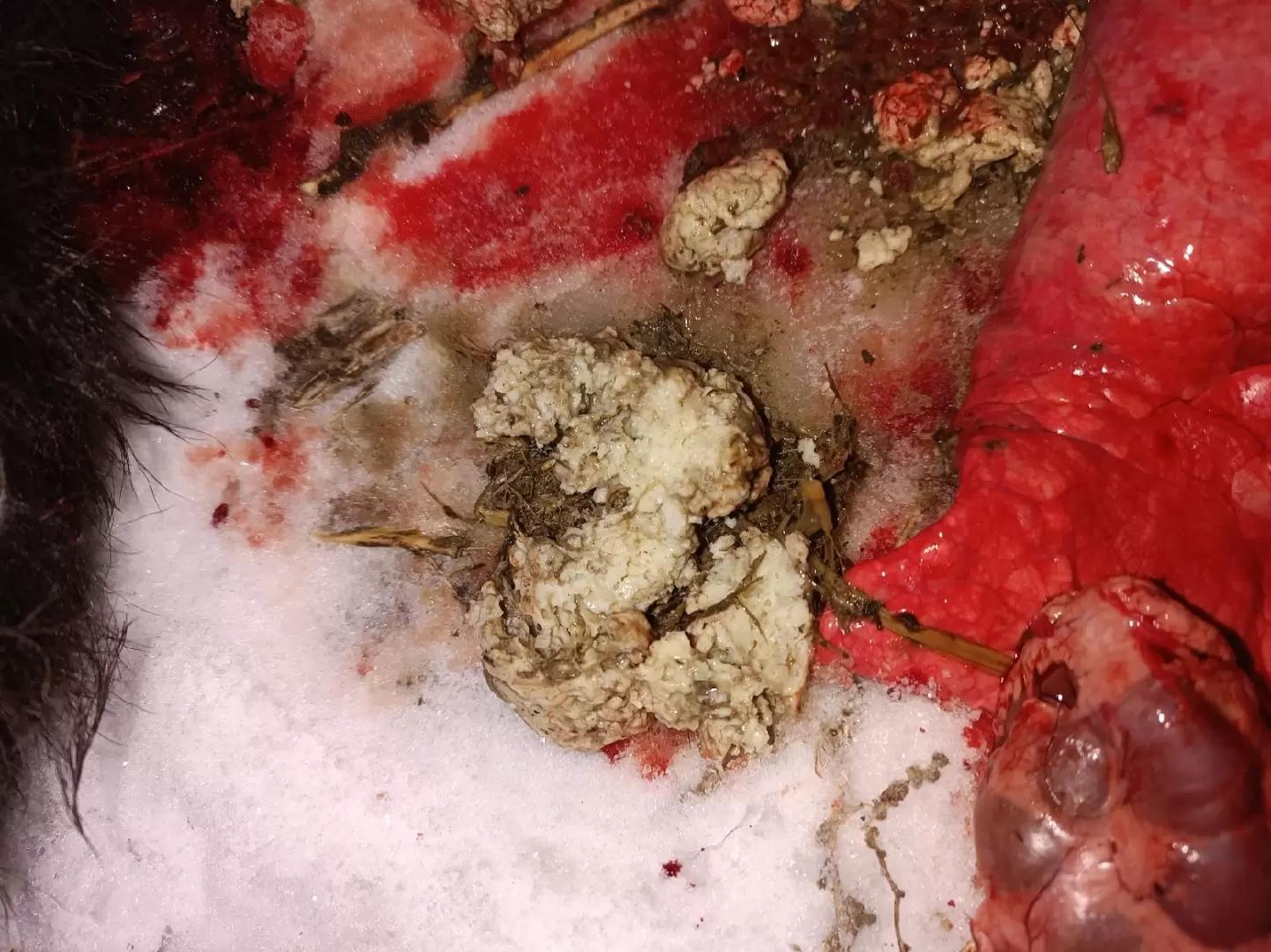 Вопросы из чатов: теленок пал из-за сгустков казеина?