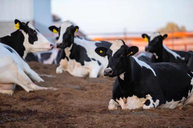 Эффективность корма-фактор роста продуктивности и доходности молочного хозяйства