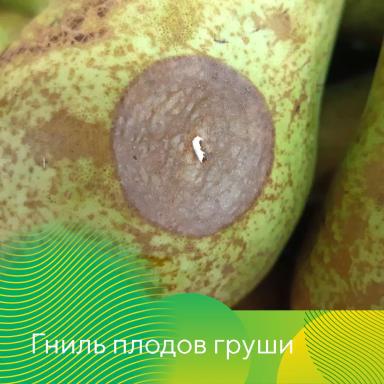 Гнили плодов при хранении