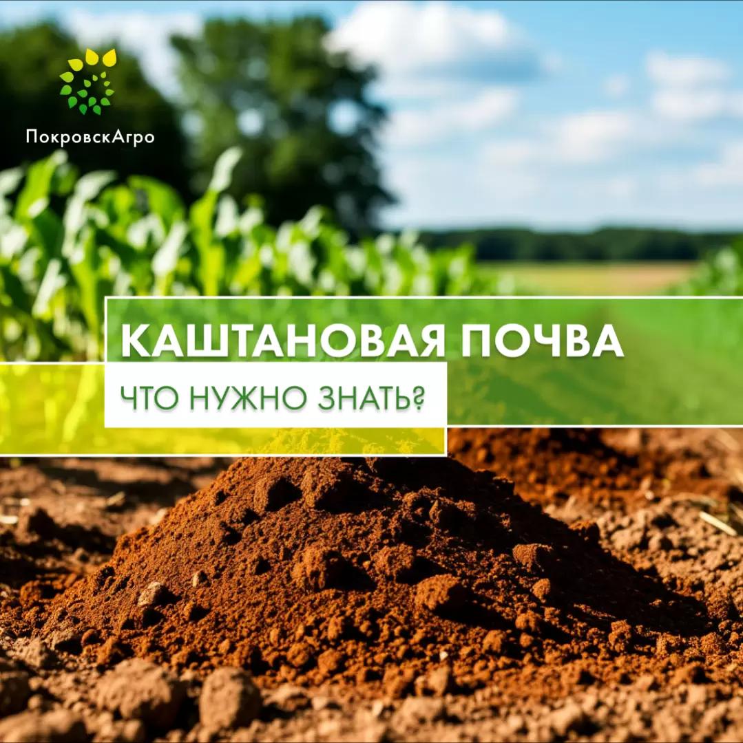 🌾 Каштановые почвы: что нужно знать
