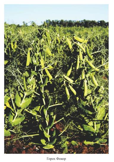 Фокор - сорт гороха