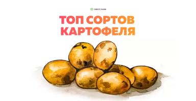 Топ сортов картофеля