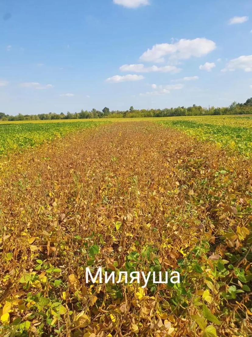 Промежуточными результаты демо-посевов сои:  — Артика (СОКО) — Дока (СОКО) —