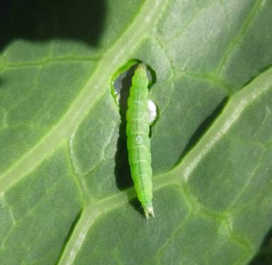 Угроза: Капустная моль