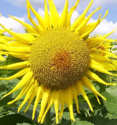 ЛГ 50300 подсолнечник Лимагрейн