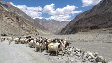 Чантоханги (пашмин) - порода коз