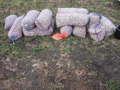 А вы обновляете свой чеснок? 