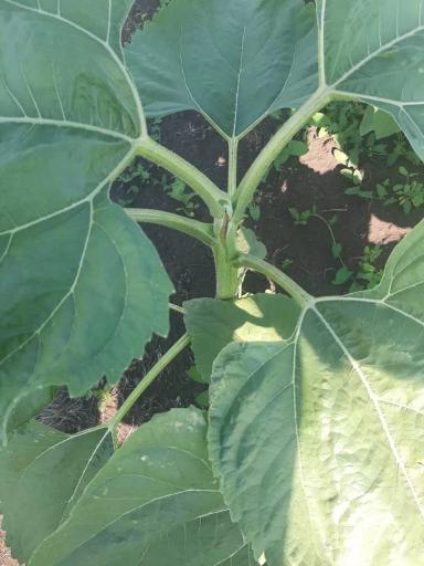 Это что такое с подсолнечником? 