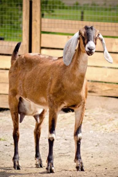 Козоводам привет! 