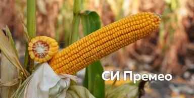 Правильный гибрид кукурузы — больший потенциал урожайности