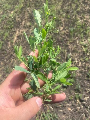 Вопросы из чатов: что за сорняк?