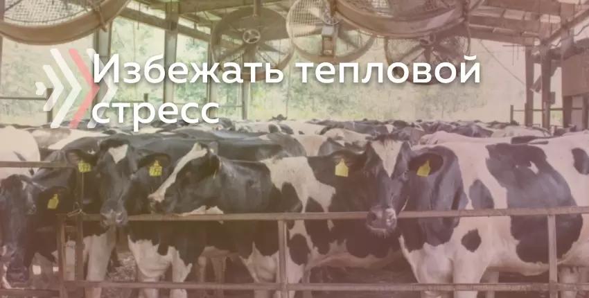 Как спасти корову от жары?