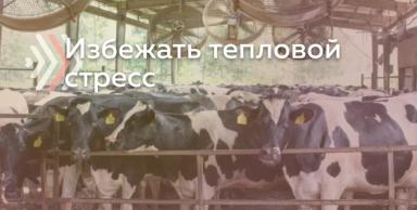Как спасти корову от жары?