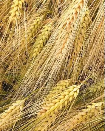 Иосиф озимый ячмнень