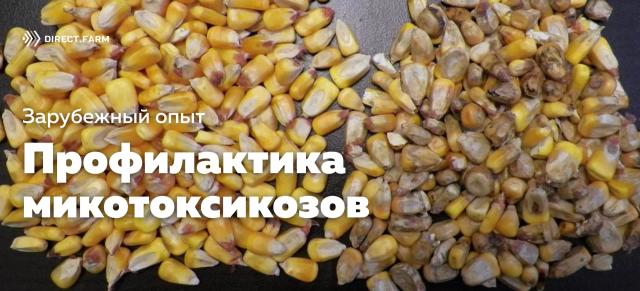 Рекомендации по профилактике микотоксикозов у молочного скота