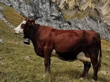 французская КРС - Abondance cattle