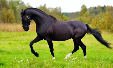 Русская рысистая порода 