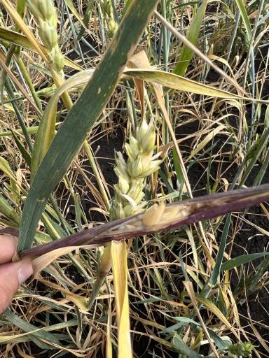 Что за болезнь?