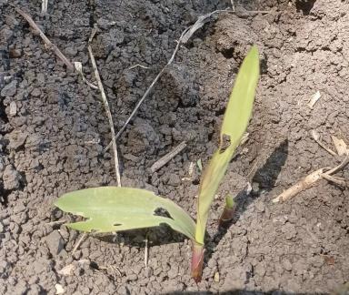 НАСЕКОМЫЕ-ВРЕДИТЕЛИ НА КУКУРУЗЕ И КАК С НИМИ БОРОТЬСЯ