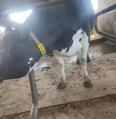 Вопросы из чатов: как определить, что у коровы ретикулоперикардит?