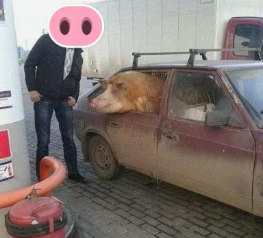 Изъятие скота: защита от эпидемий или удар по хозяйству?