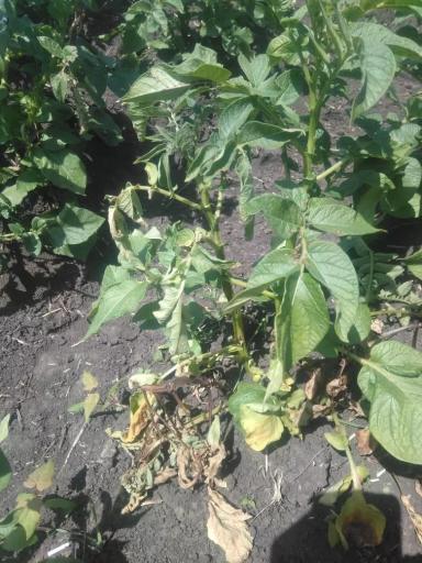 Бактериоз Картофеля. 