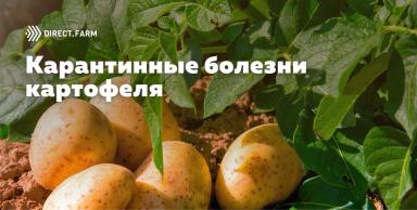 Карантинные болезни картофеля