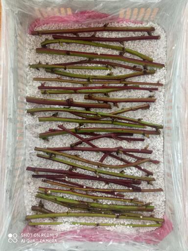 Укоренение ежевики стеблевыми черенками.